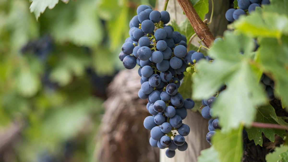 Découvrez la viticulture avec l'accompagnement d'amateurs expérimentés